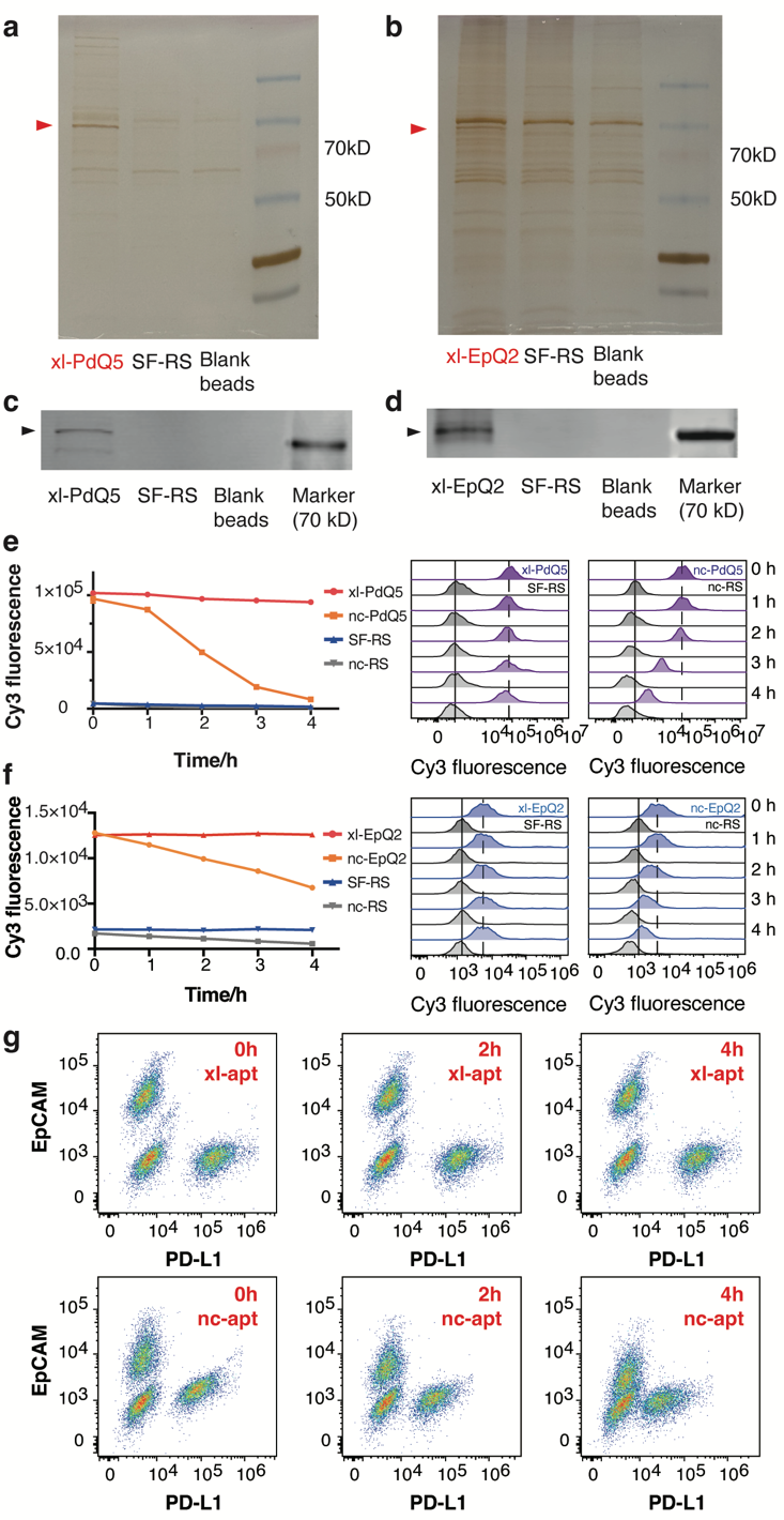 80990576cd9f47a68365d86aaa0f7761.png 80990576cd9f47a68365d86aaa0f7761.png